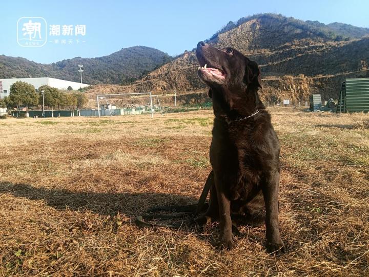 浙江5条退役警犬找领养 最小7岁最大11岁