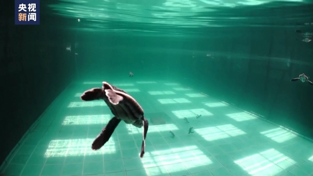 保护海洋生物 泰国放归人工饲养棱皮龟