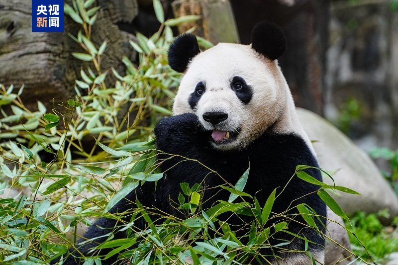 △大熊猫“兰韵”