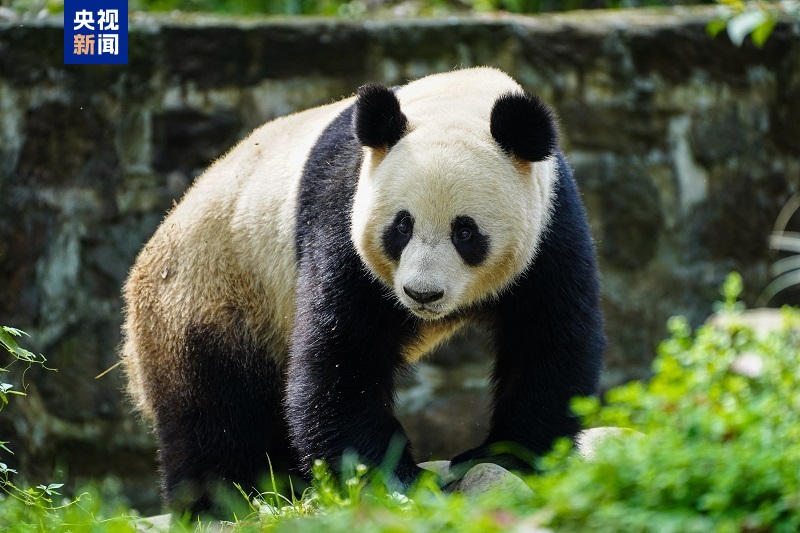 △大熊猫“荷风”