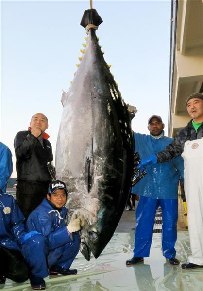 日本漁夫捕獲重900斤巨型藍鰭金槍魚 46萬元售出