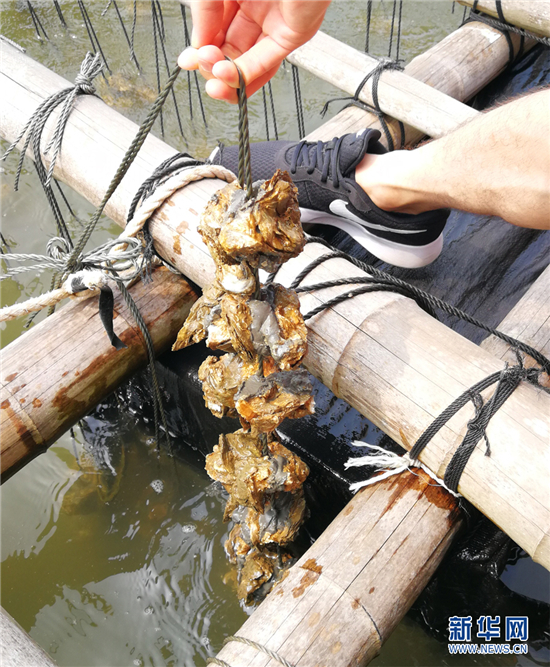 吊养的生蚝.新华网 卢鉴 摄