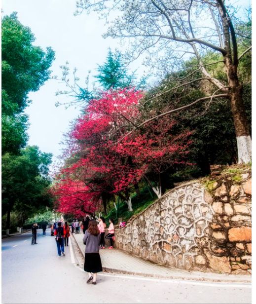 湖北师范大学樱花图片