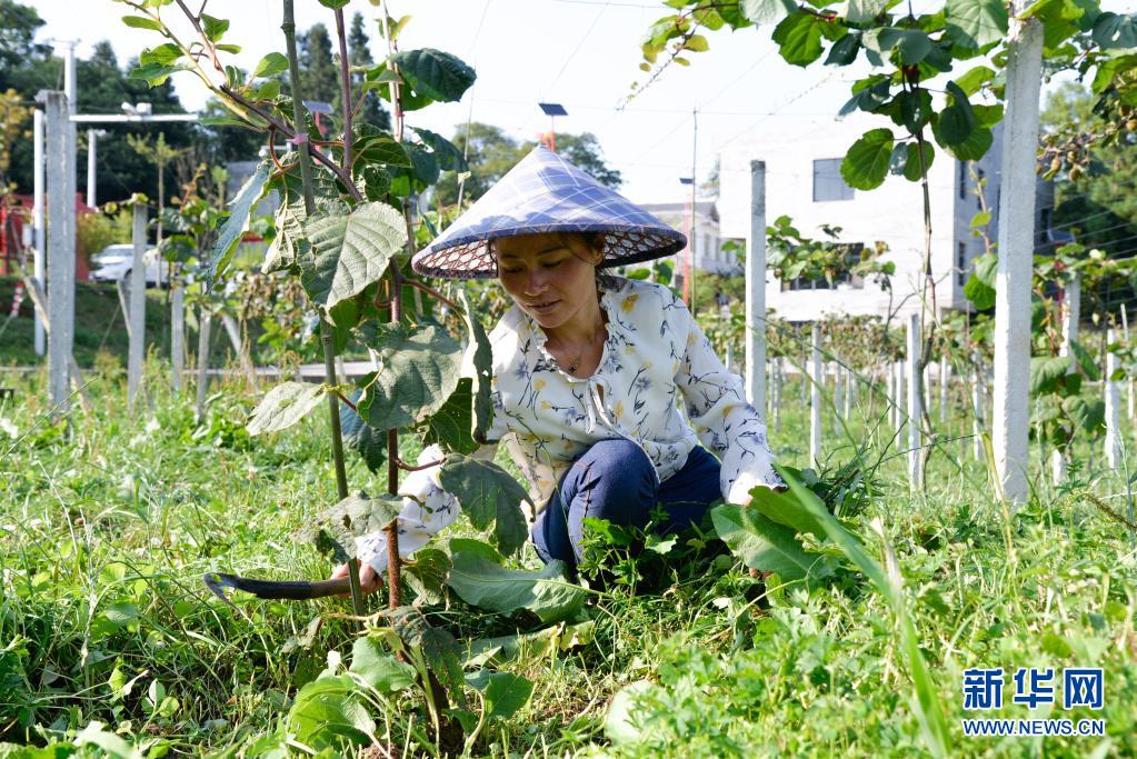 王婷婷在贵州省毕节市大方县凤山乡银川村的猕猴桃基地除草(7月14日摄