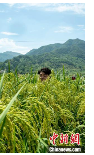"巨型稻"在浙江建德挂穗 圆袁隆平"禾下乘凉梦"