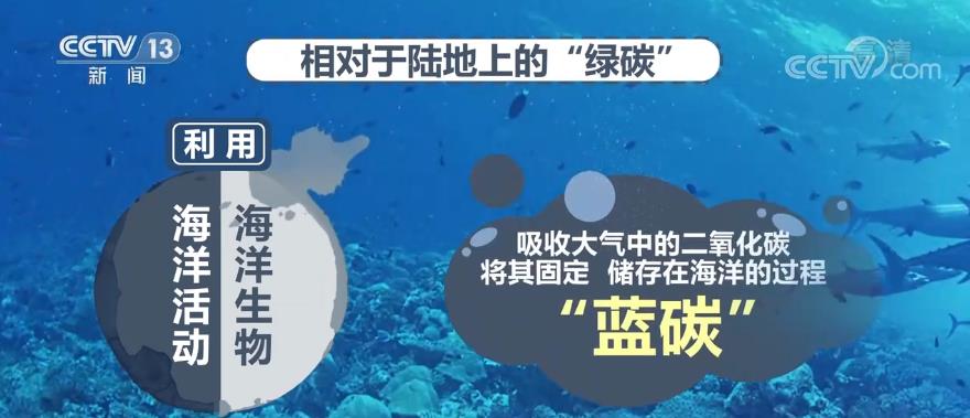 庄闲和游戏-聚焦大湾区丨蓝绿交响：粤港澳大湾区打造海洋经济新范式