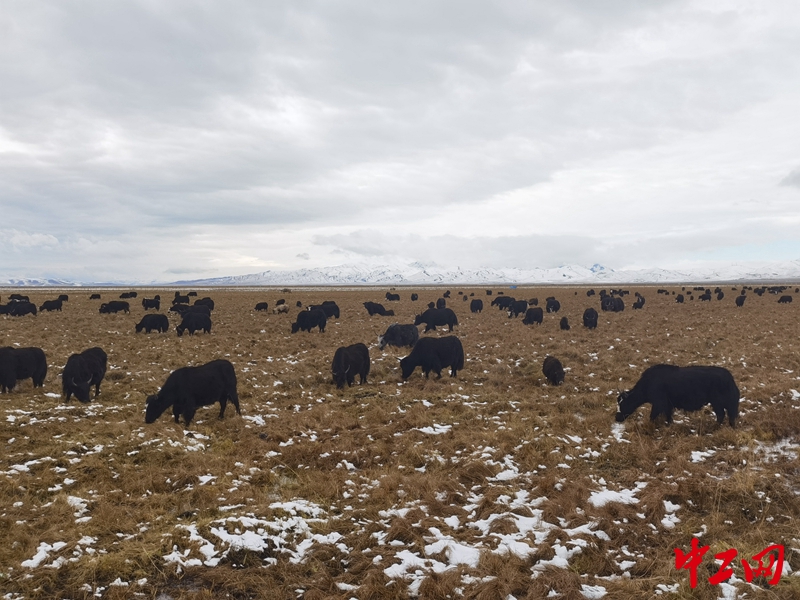 牧民放牧的牦牛