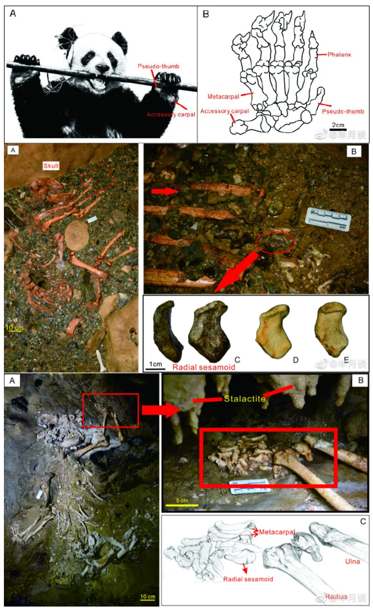 贵州遵义发现10万年前大熊猫化石