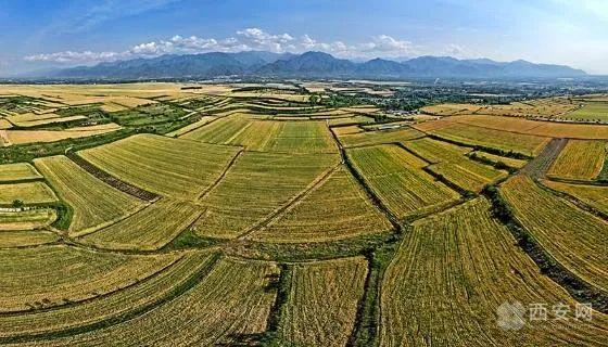 秦嶺山下神禾塬上金色麥田畫卷就是這麼炫