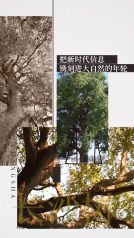 长沙树③丨橘子洲头古朴树 星辰在线年度策划_杭州网