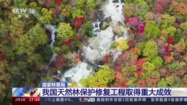 探寻绿色守护者：森林管护的重要性与现状