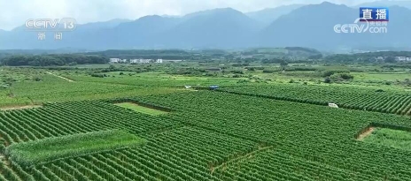 廖汨 我现在就在富川瑶族自治县富阳镇江塘村的淮山种植基地