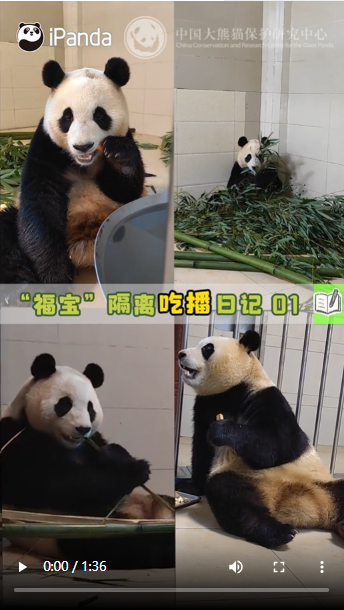 大熊猫“福宝”回国一周，吃嘛嘛香！
