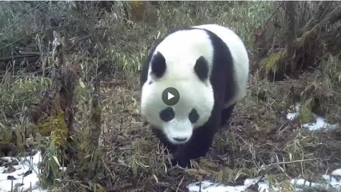 踏雪而来！红外相机拍到多段野生大熊猫珍贵影像