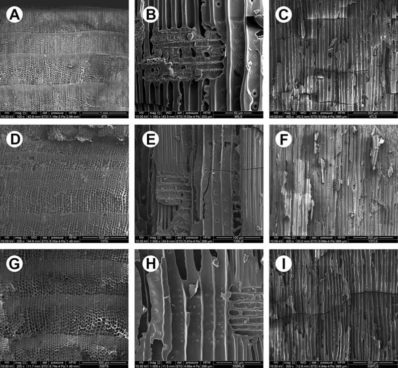 冷杉属、云杉属及铁杉属的显微构造。秦始皇帝陵博物院供图