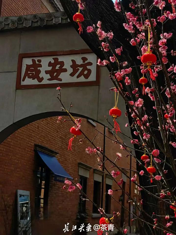 咸安坊门口的梅树映衬出一派红火景象。长江头条网友@茶青 供图