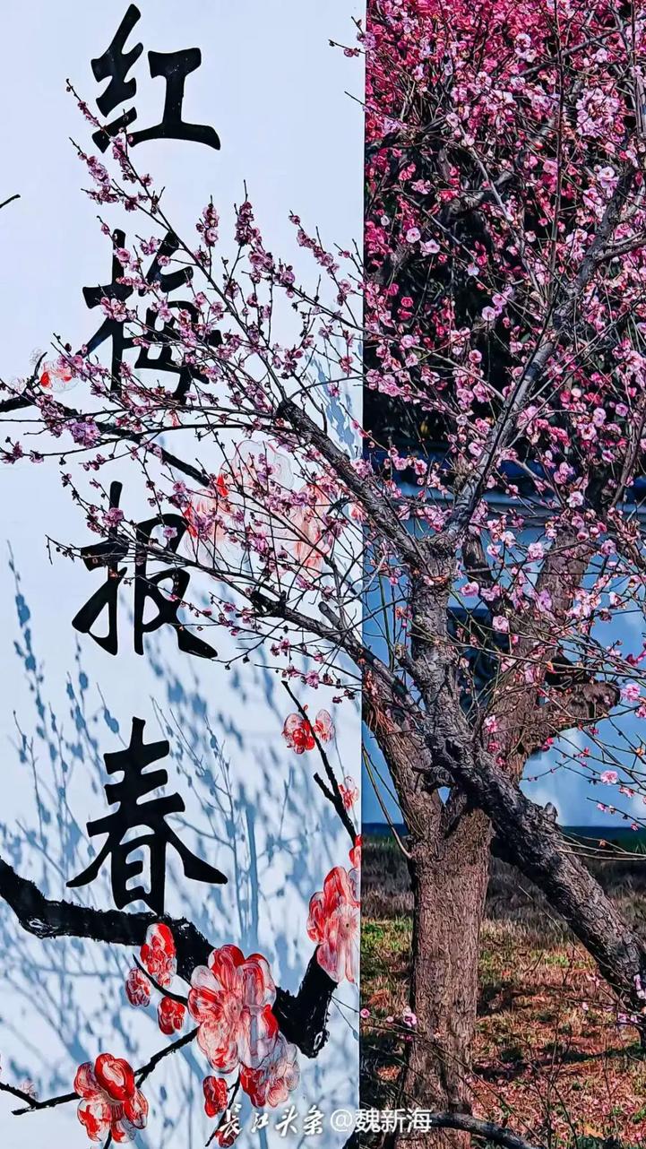 红梅报春。长江头条网友@魏新海 供图