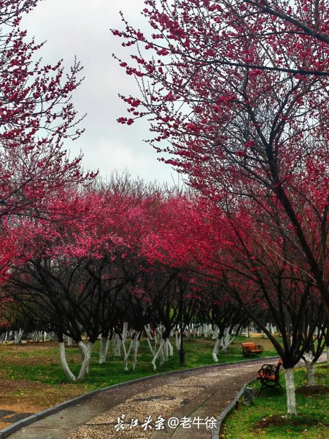 汉口江滩的梅树热烈似火。长江头条网友@老牛徐 供图