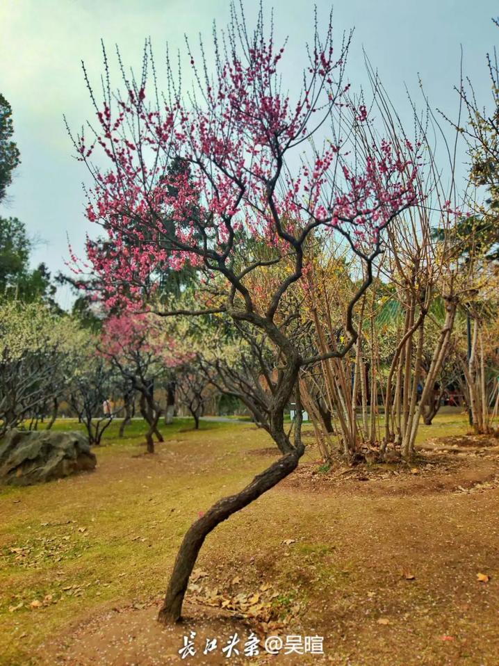 解放公园的绿梅别具一格。长江头条网友@吴暄 供图