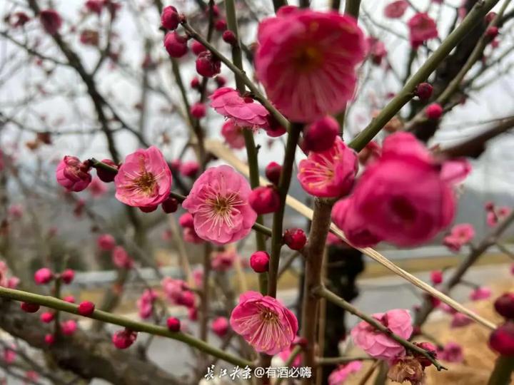 黄陂木兰花谷花海中的一粟。长江头条网友@有酒必嗨 供图