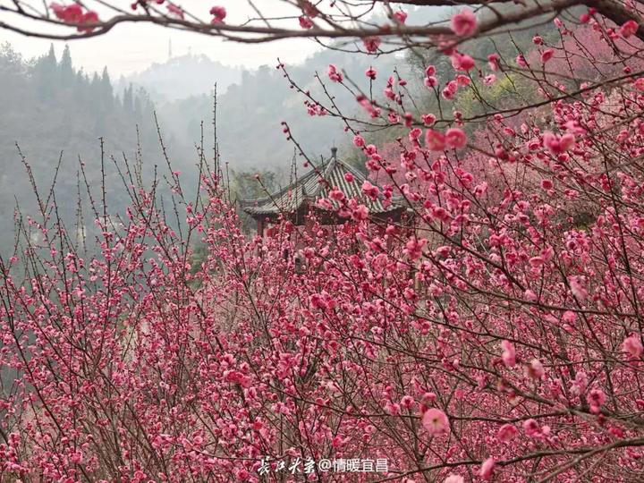 东湖梅园梅景增添了园林风韵。长江头条网友@情暖宜昌 供图