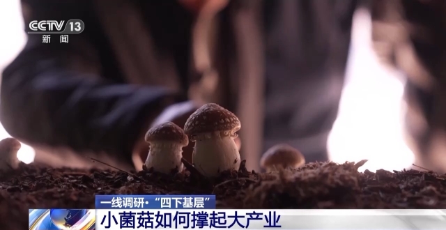 一线调研丨福建古田有本致富经 小蘑菇种出大产业-第4张图片-便民百事通网