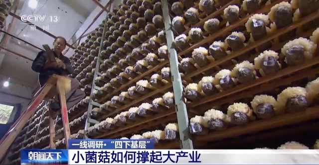 一线调研丨福建古田有本致富经 小蘑菇种出大产业-第1张图片-便民百事通网
