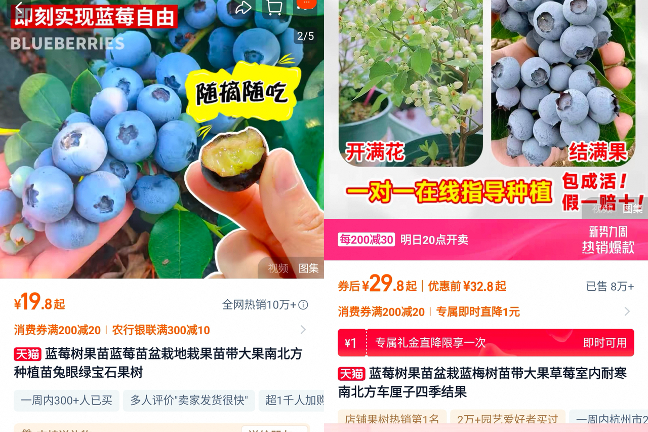 淘宝平台上,不少盆栽蓝莓的商家在今年春季迎来爆单