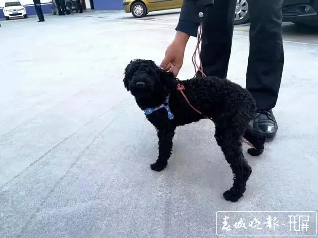 一男子诱杀40多只狗!家中冰柜触目惊心