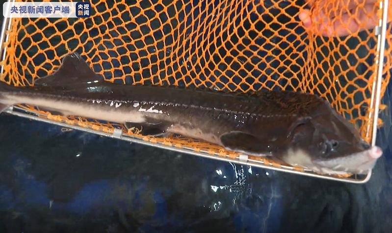 中华鲟卖88元一斤鉴定系虚假宣传