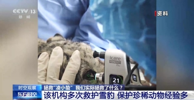 △雪豹“凌小小”