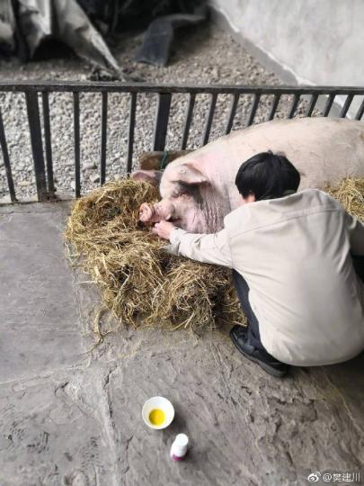 图为"猪坚强"现状(图据樊建川微博). 钟欣 摄