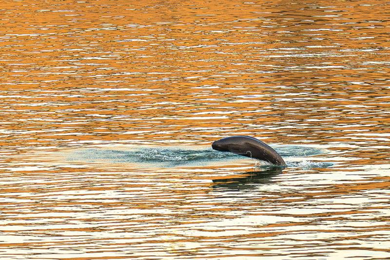 2025年1月5日,长江江豚在长江宜昌葛洲坝下游附近踏浪前行,与浪花共舞。新华社记者 肖艺九 摄