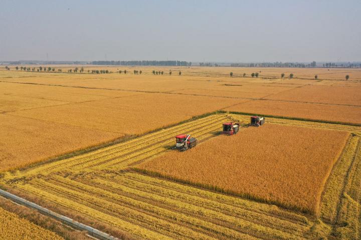 在吉林省公主岭市,吉林省米兜种植农民专业合作社进行机械化收割水稻作业展示(2025年10月14日摄,无人机照片)。新华社记者 张楠 摄