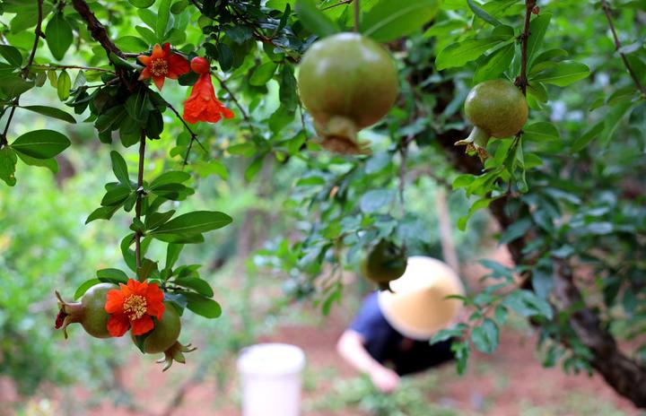 果农在山东枣庄峄城石榴园的石榴树下劳作(2025年6月18日摄)。新华社发(孙中喆 摄)