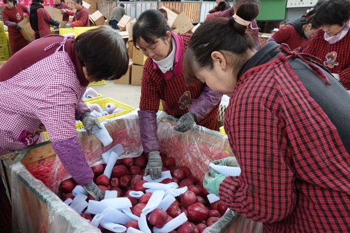 在甘肃省天水市麦积区花牛镇新民苹果种植专业合作社,工作人员将花牛苹果装箱(2019年11月3日摄)。新华社发(耿馨宁 摄)
