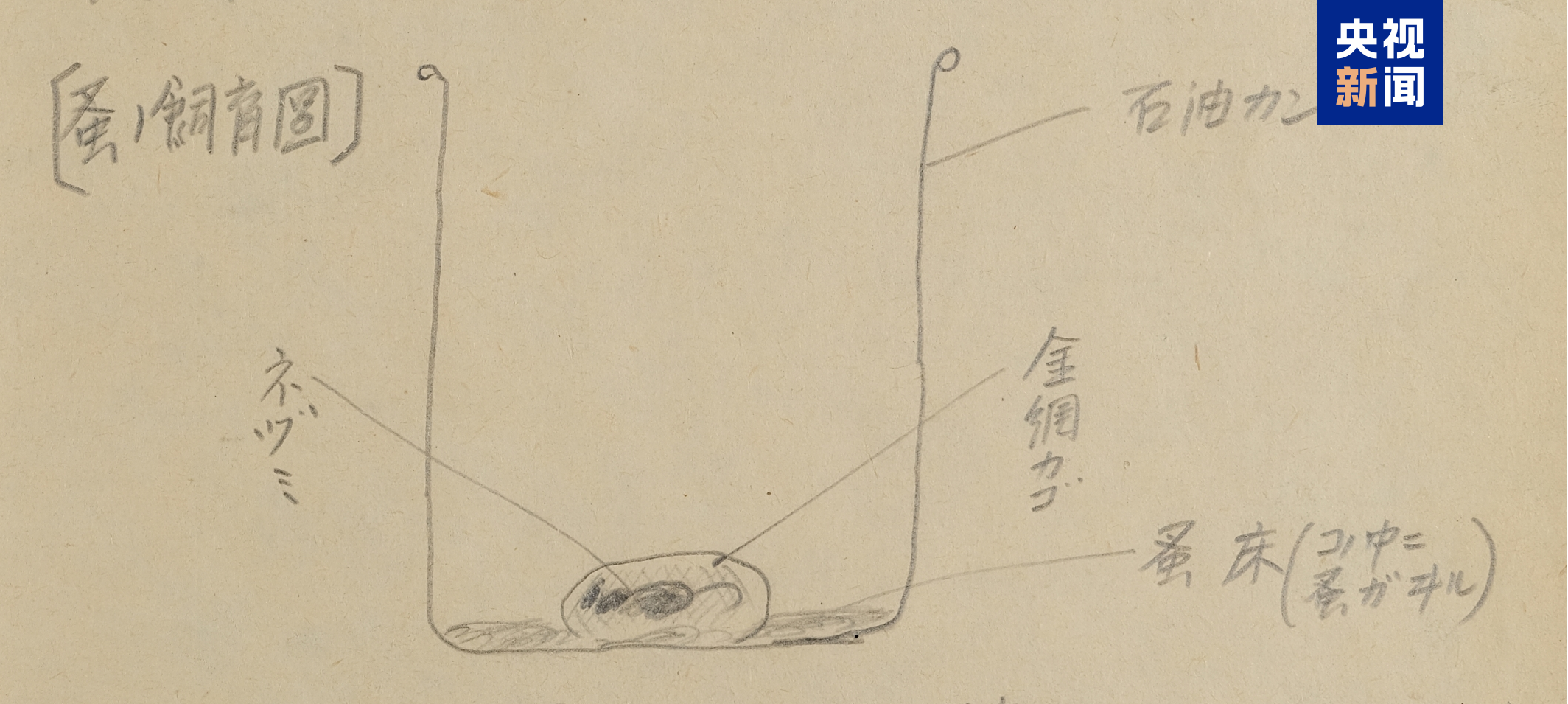 △加藤恒则笔供中的跳蚤饲养装置示意图