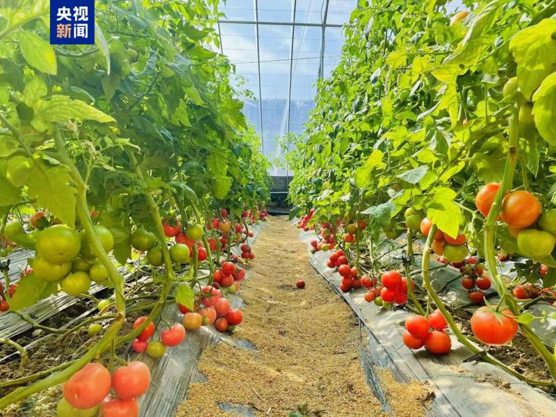 △白云山村的番茄大棚