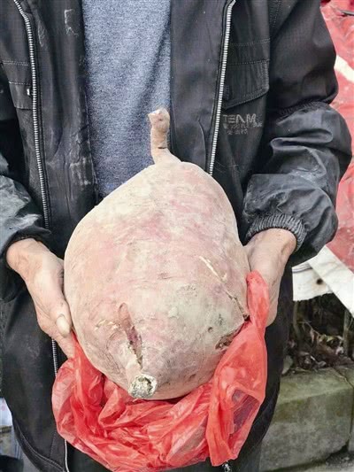 宁波79岁老人种出红薯王 最大的有50斤