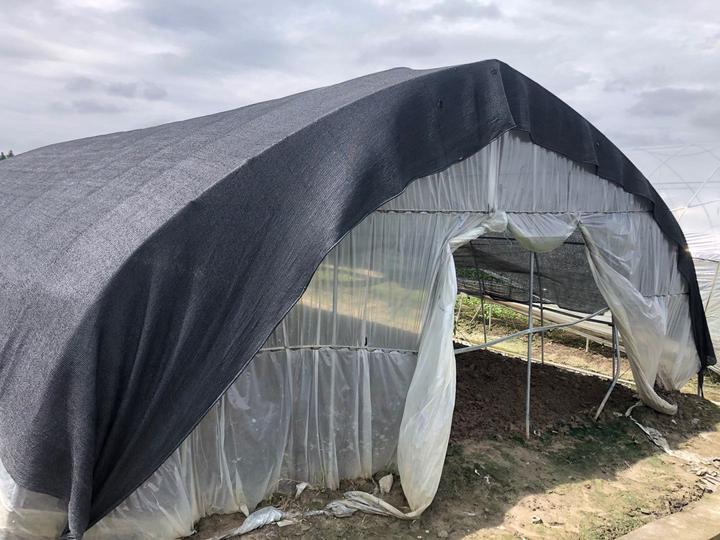 抢种的蔬菜大棚盖上遮阳网,保证蔬菜成活.