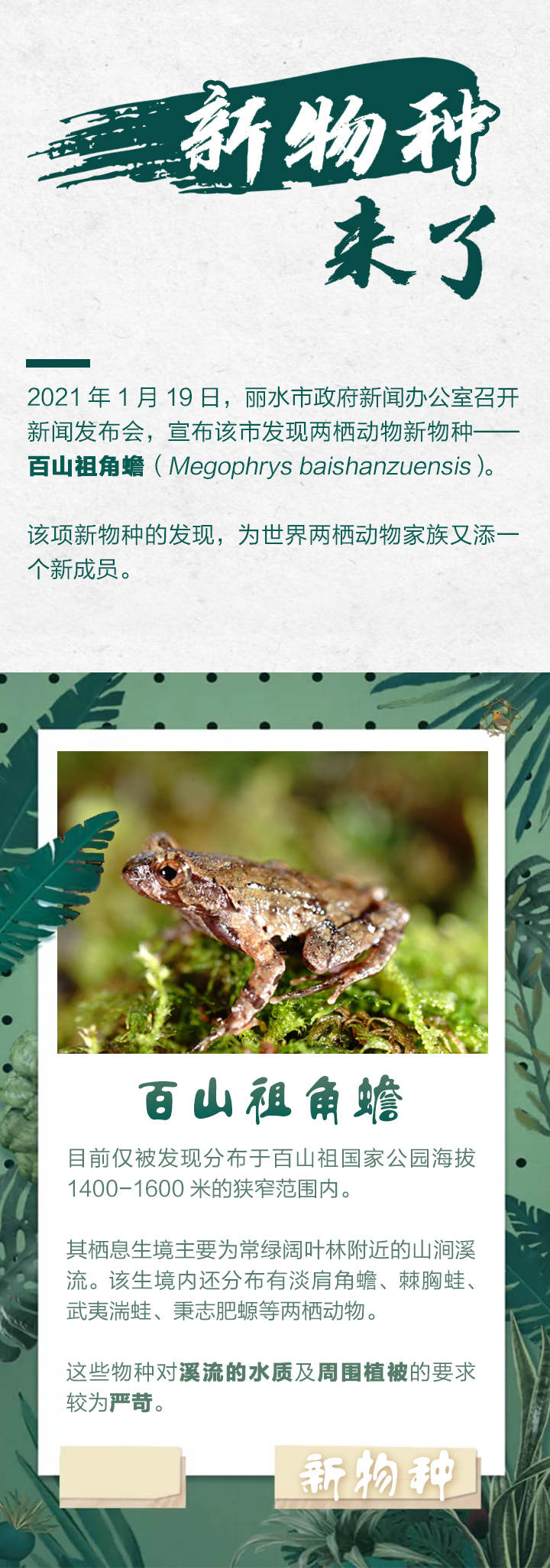 浙江丽水发现全球新物种百山祖角蟾