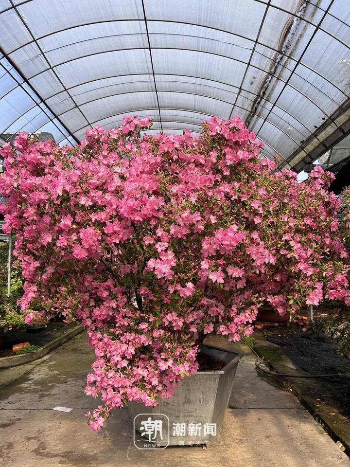 姹紫嫣红开遍!嘉善大云百万盆杜鹃花海迎客来