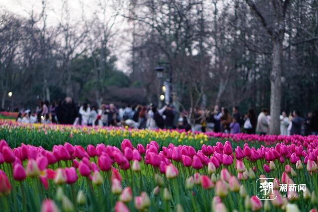 太子湾是近日杭州热门打卡点。潮新闻记者 俞刘东 摄