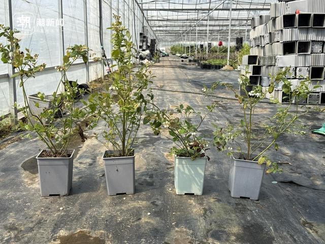 四种蓝莓左一果大脆甜,在浙江度夏需精心养护;左二植株丛生直立性好,家庭栽培省空间,在浙江度夏需养护;左三植株抗病性好长势旺,坐果能力强;左四植株浙江栽培丰产性最佳。记者 施雯 摄