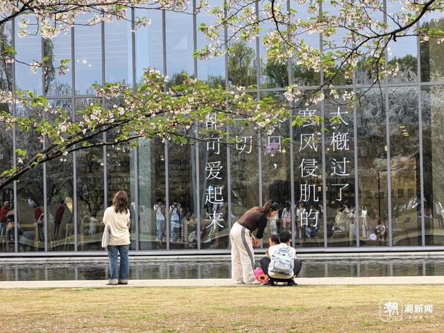 假期首日,在余杭大屋顶赏樱的市民。记者 俞刘东 摄