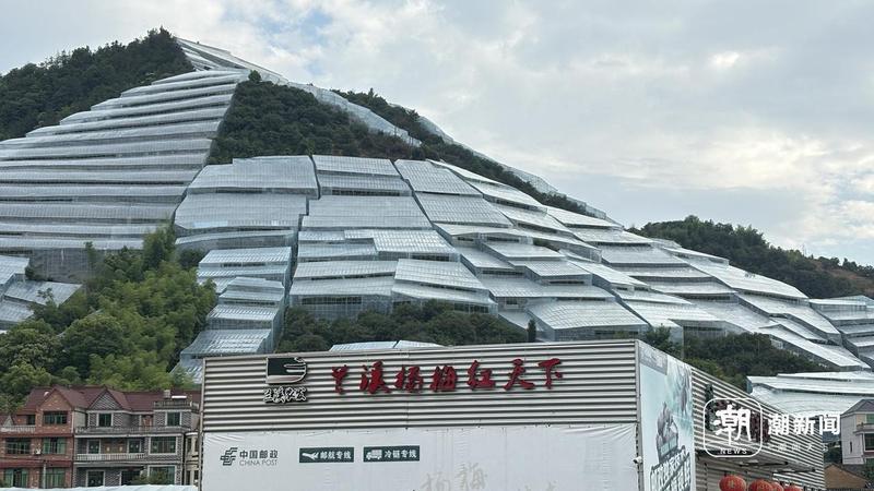 兰溪马涧前于村山上的杨梅大棚。潮新闻记者 吴馥梅 摄