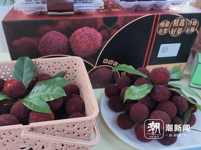 浙江杨梅逐渐进入成熟上市期。潮新闻记者 陈洁 张敏娴 摄