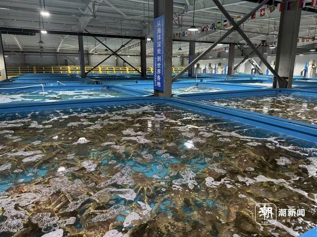 舟山一处帝王蟹暂养池。记者 郑宇 摄