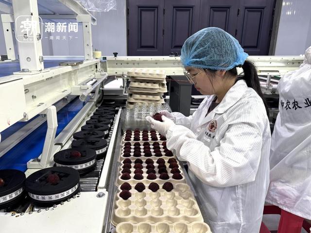 台州御农农业产业园工作人员将智能分选机分级筛选的杨梅进行分装 记者 陈久忍 摄