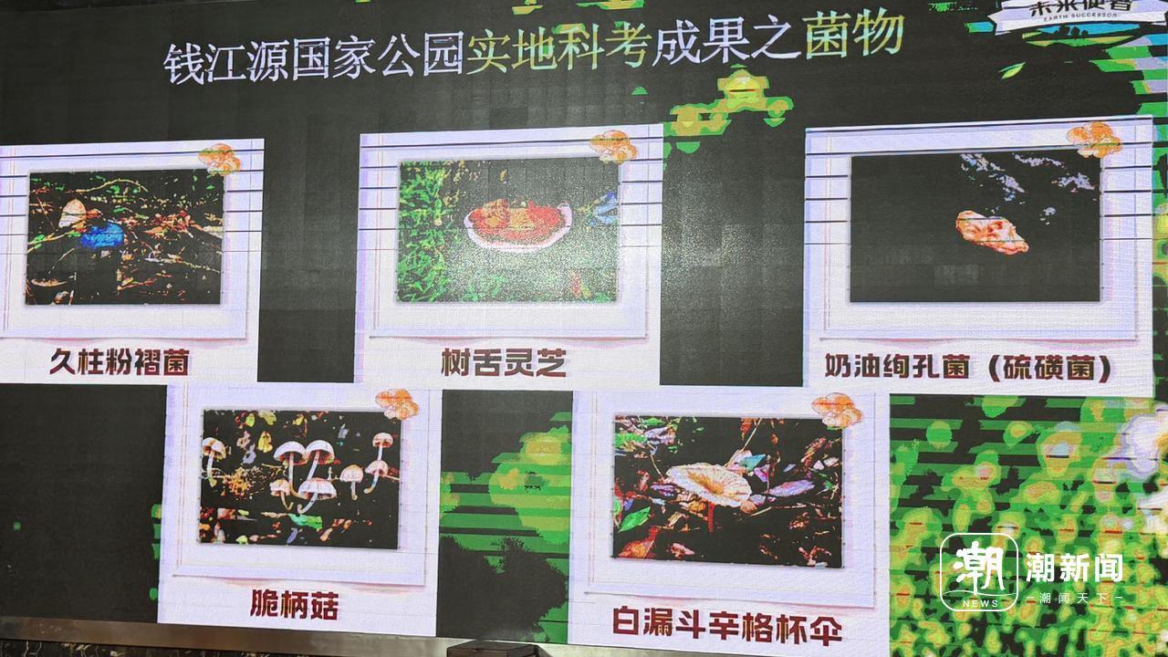 开化依托生态与人文资源,按春、夏、秋不同季节推出差异化科普研学线路,“寻找菌菇”是其中极具代表性的自然探索类主题线路。潮新闻记者 吴越 摄